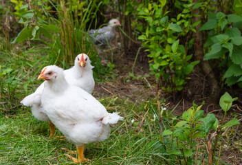 White broiler chickens walk on a farm against the background of green grass in summer