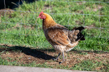 chicken in the grass