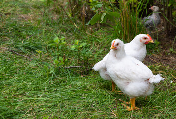 White broiler chickens walk on a farm against the background of green grass in summer