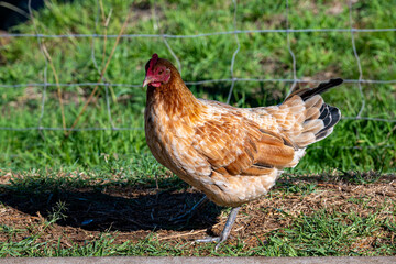 range chicken