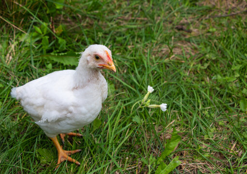 White broiler chickens walk on a farm against the background of green grass in summer