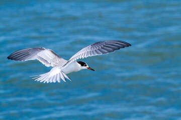 tern bird fisherman in flight swamps, lakes and Italian coasts