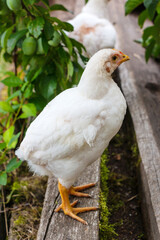 White broiler chickens walk on a farm against the background of green grass in summer