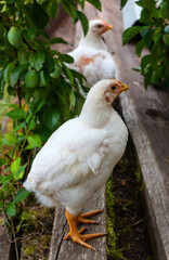 White broiler chickens walk on a farm against the background of green grass in summer