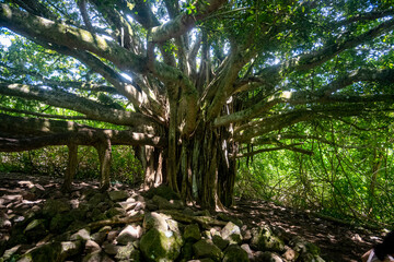 Fototapeta premium tropical forest with trees