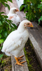 White broiler chickens walk on a farm against the background of green grass in summer