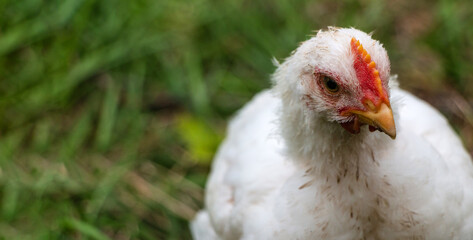 White broiler chickens walk on a farm against the background of green grass in summer