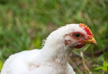 White broiler chickens walk on a farm against the background of green grass in summer