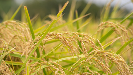 日本の秋の水田風景・黄金色の稲穂