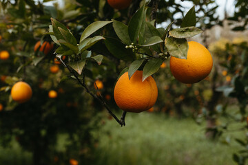 Fresh oranges on the tree