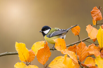 Colorful great tit (Parus major) perched on a tree trunk, photographed in horizontal, autumn time, amazing autumn leaf color © Marcin Perkowski