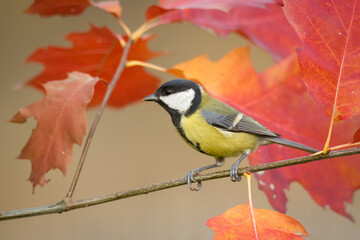 Colorful great tit (Parus major) perched on a tree trunk, photographed in horizontal, autumn time, amazing autumn leaf color
