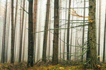 Misty autumn forest. Red autumn in misty forest. Morning fog in autumn forest