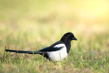 The Eurasian Magpie or Common Magpie or Pica pica walking on green meadow with colorful background