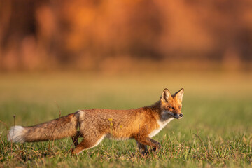 Fox (Vulpes vulpes) in autumn scenery, Poland Europe, animal walking among green meadow in amazing warm light