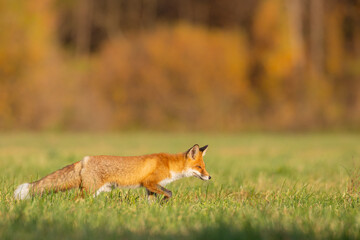 Fox (Vulpes vulpes) in autumn scenery, Poland Europe, animal walking among green meadow in amazing warm light