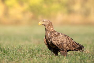 Majestic predator White-tailed eagle, Haliaeetus albicilla in Poland wild nature
