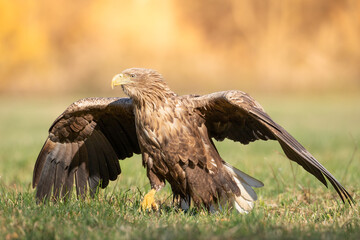 Majestic predator White-tailed eagle, Haliaeetus albicilla in Poland wild nature