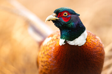 Common pheasant (Phasianus colchius) Ring-necked pheasant in natural habitat, blue background, grassland