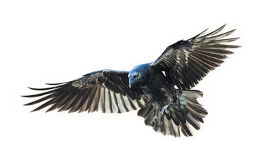 Obraz premium Birds flying raven isolated on white background Corvus corax. Halloween 
