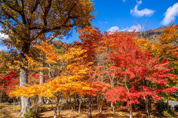 Fototapeta premium 那須塩原の紅葉