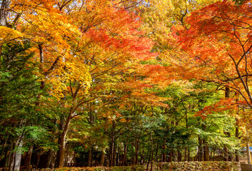 那須塩原の紅葉