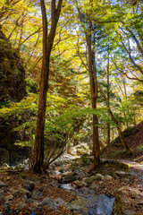 那須塩原の紅葉