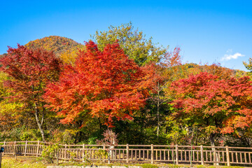 Naklejka premium 那須塩原の紅葉
