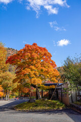 Obraz premium 那須塩原の紅葉