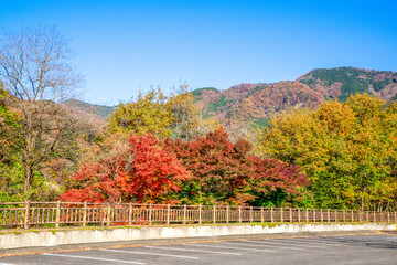 Obraz premium 那須塩原の紅葉