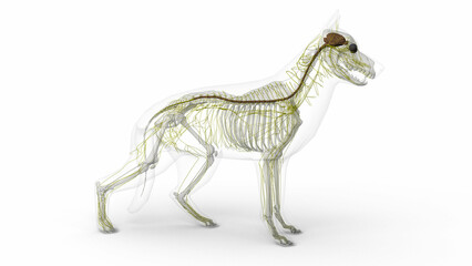 3D render of dog nervous system anatomy with transparent body in clean white background