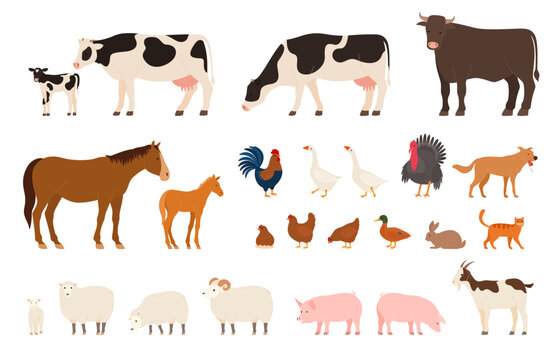 Various village farm animals. Domesticated cattle and domestic birds. Vector illustration