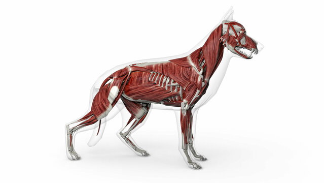 3D render of dog muscles anatomy with transparent body in clean white background