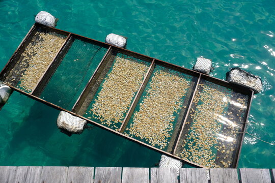 Indonesia Anambas Islands - Jemaja Island Padang Melang Beach - Gonggong - Pearl conch