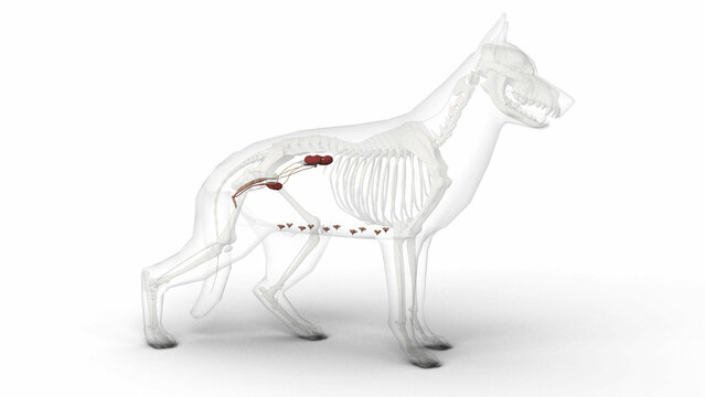 3D render of dog female urogenital system anatomy with transparent body in clean white background