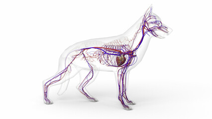 3D render of dog circulatory system anatomy with transparent body in clean white background