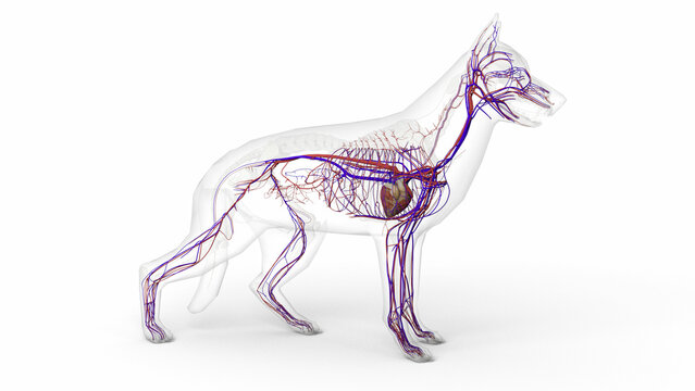 3D render of dog circulatory system anatomy with transparent body in clean white background