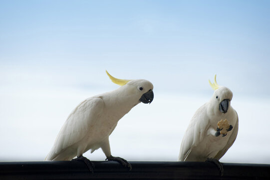 cockatoos eating