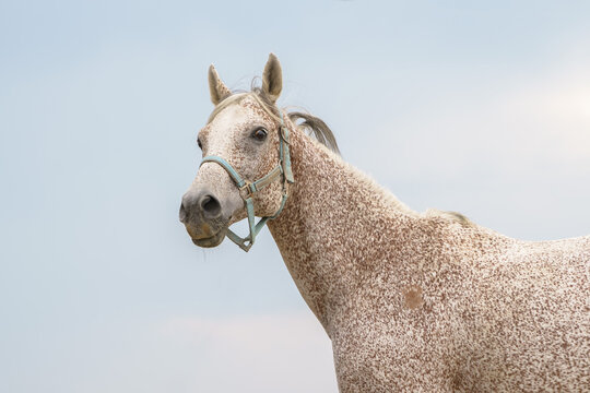 Portrait of flea biten gray Arabian thoroughbred horse