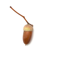 Acorn isolated on white background, top view