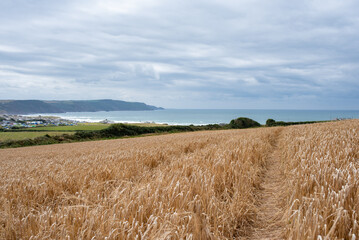 Path through wheat field overlooking the sea in Cornwall