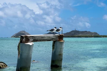 Foto op Canvas A couple of seagulls in Madrisqui island (Los Roques Archipelago, Venezuela). © Giongi63