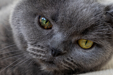 Muzzle of a gray british cat close-up