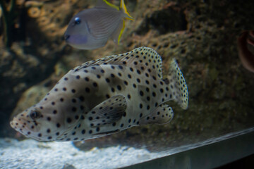 Naklejka na ściany i meble Close-up beautiful colorful fish swim in the aquarium.