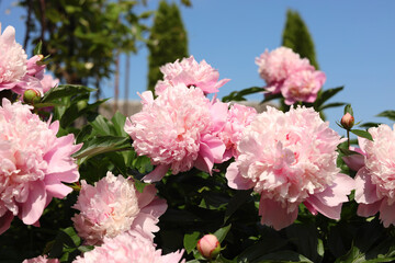 Wonderful pink peonies in garden against sky, closeup