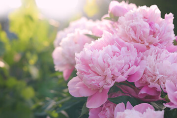 Blooming peony plant with beautiful pink flowers outdoors on sunny day, closeup. Space for text