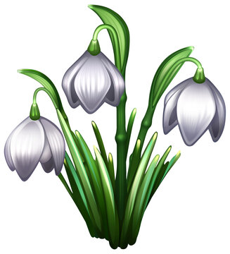 Snowdrops .png illustration on transparent background. Fair-maids of February. Field flowers visually similar to squill or scilla. Galanthus plicatus or Galanthus nivalis isolated digital drawing