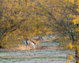 Arabian Gazelle calf standing amongst flowering trees