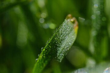 macro photography. morning dew is on the grass. sunny weather. drops of water lie on the sheets of green grass.