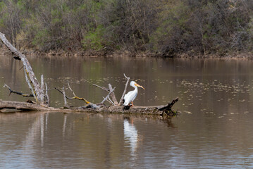 A White Egret Standing On A Log In The River